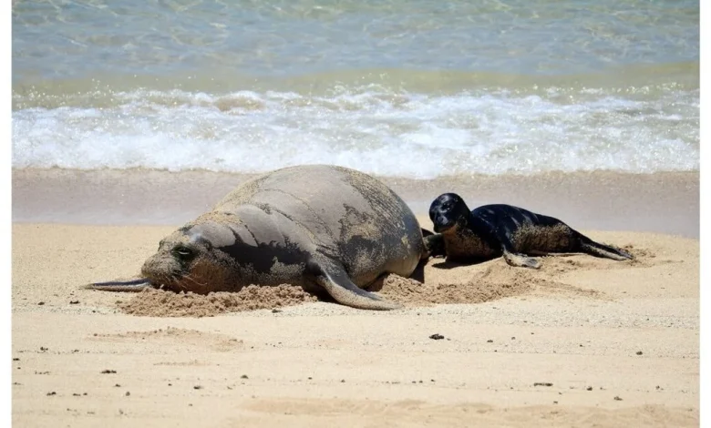 Video of man throwing rock at monk seal under investigation