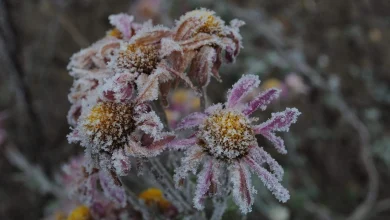 Weather roller coaster: Heat dissipates and frost returns in Ottawa
