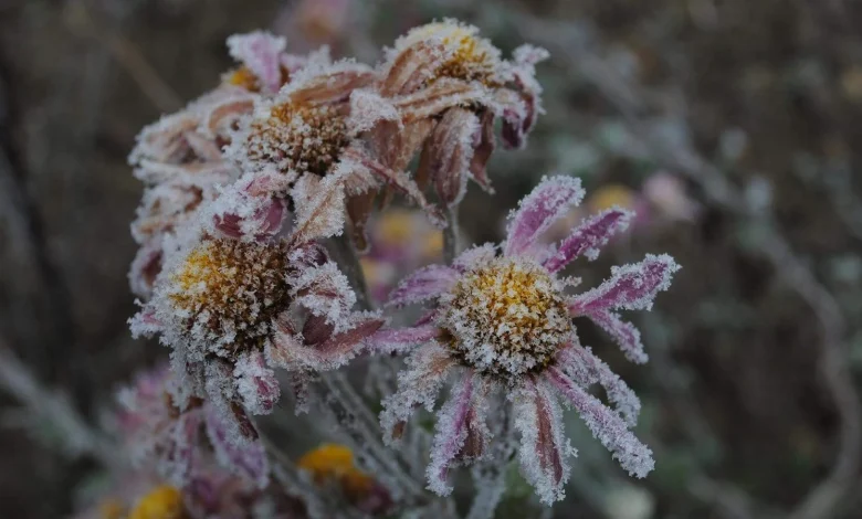Weather roller coaster: Heat dissipates and frost returns in Ottawa