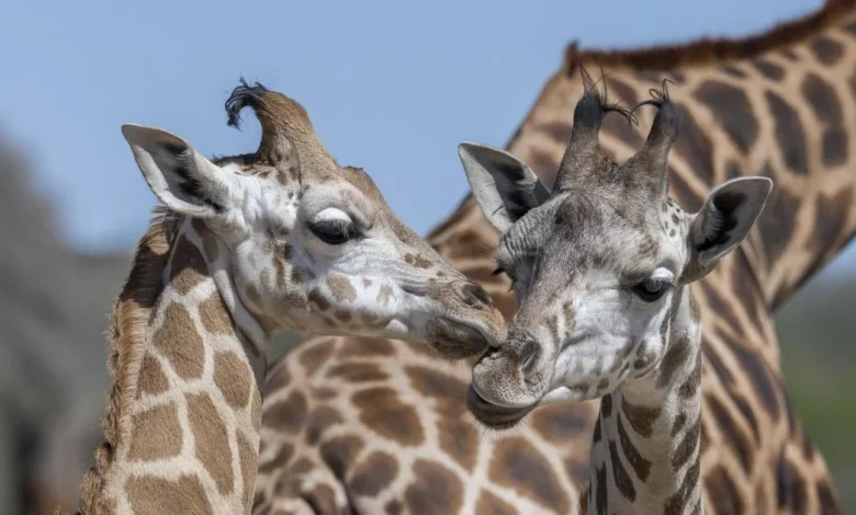 West Midlands Safari Park launches first ever Giraffe Jamboree