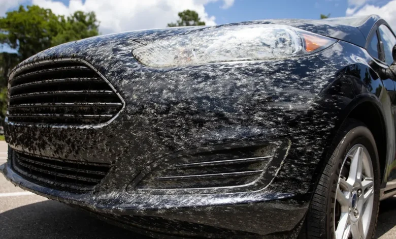 When does lovebug season end in Florida? About the invasive bug