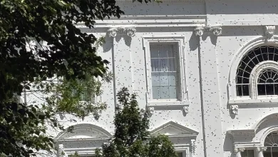 White House gets an unexpected buzz as thousands of bees swarm the executive mansion's North Lawn