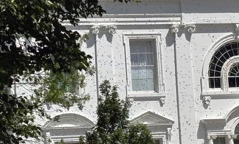 White House gets an unexpected buzz as thousands of bees swarm the executive mansion's North Lawn