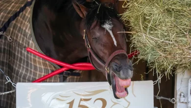 Who will run in Preakness 2026? Golden Tempo among horses to watch