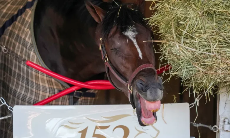 Who will run in Preakness 2026? Golden Tempo among horses to watch