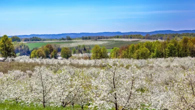 Why Michigan Cherry Farms Are Up for Sale