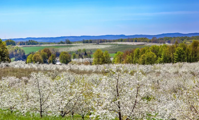 Why Michigan Cherry Farms Are Up for Sale