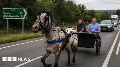 Why is pony and trap racing being banned on roads?