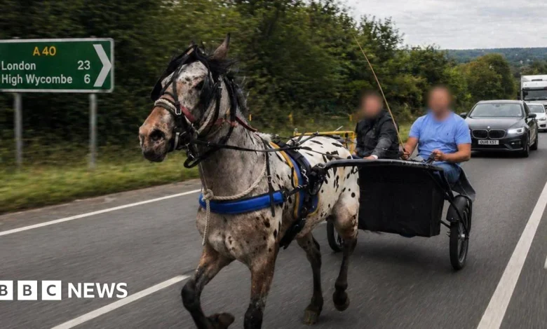 Why is pony and trap racing being banned on roads?