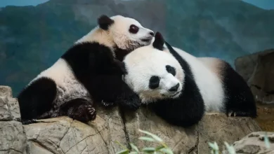 Will there be bears at Panda Fest Indianapolis?