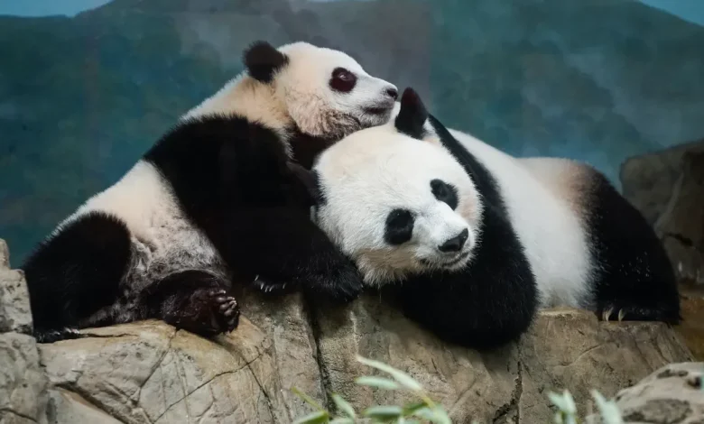 Will there be bears at Panda Fest Indianapolis?