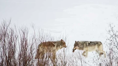 Wyoming cuts wolf hunt in half to buoy Yellowstone region’s disease-depleted population
