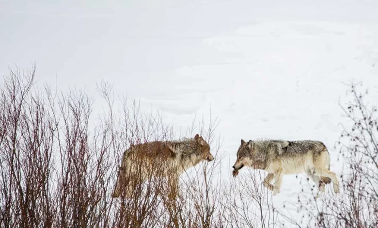 Wyoming cuts wolf hunt in half to buoy Yellowstone region’s disease-depleted population