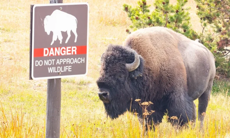 12-year-old visitor injured by bison at Yellowstone National Park