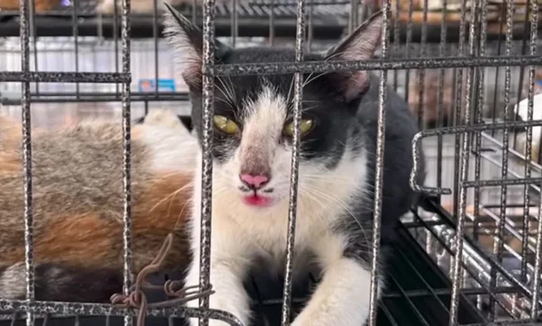 400 cats rescued in cat meat ring bust