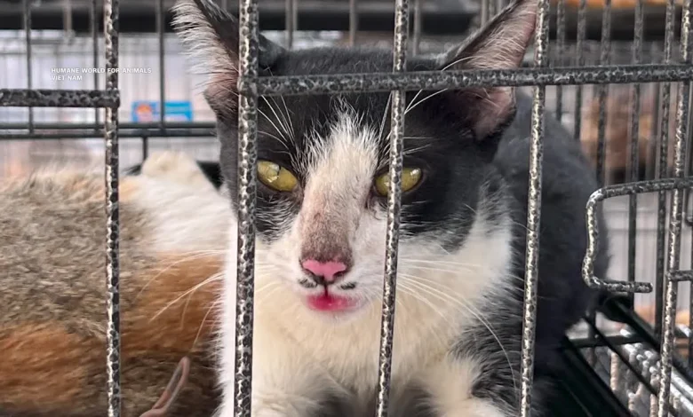 400 cats seized in cat meat ring bust