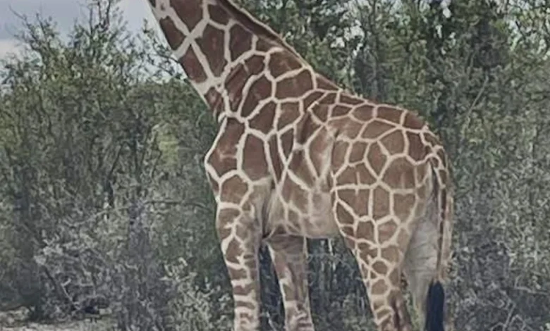 A giraffe named Gracie escaped in Texas. No one can seem to find her