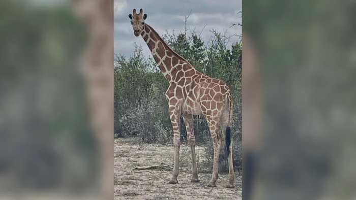 A giraffe named Gracie escaped in Texas. No one can seem to find her