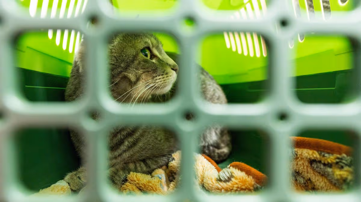 Abandoned cats found with heartbreaking note that made rescue staff cry