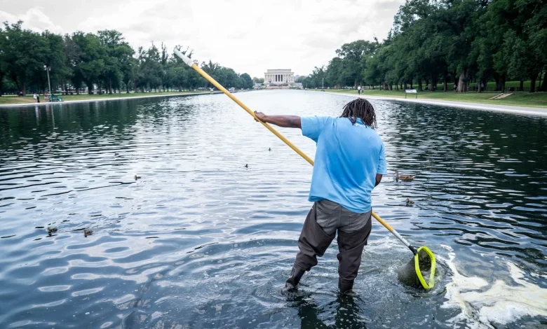 Algae forms in the Reflecting Pool. It’s ‘residual,’ Trump officials say. - The Washington Post