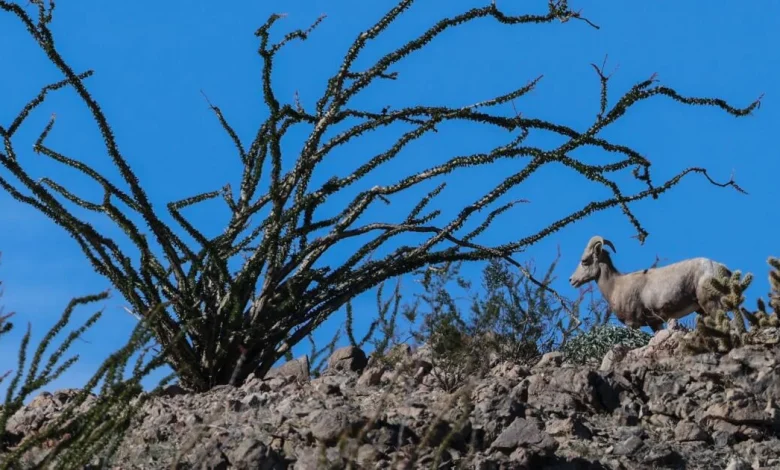 As feared, endangered sheep dies after getting entangled in razor wire at the border
