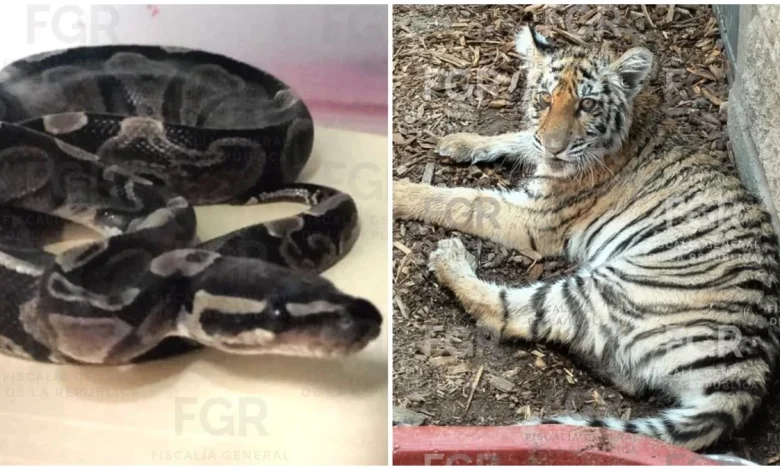 Aseguran tigre, cocodrilo y pitón bola en Jalisco