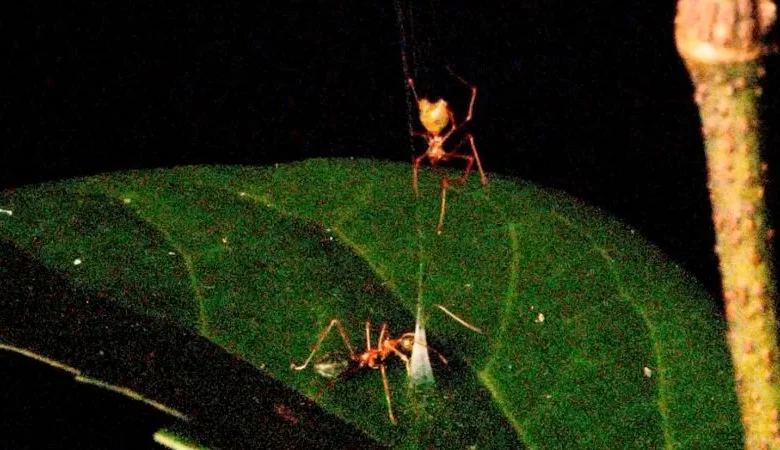 Blink and you’ll miss it: This spider’s spring-loaded trap accelerates faster than a Formula One race car