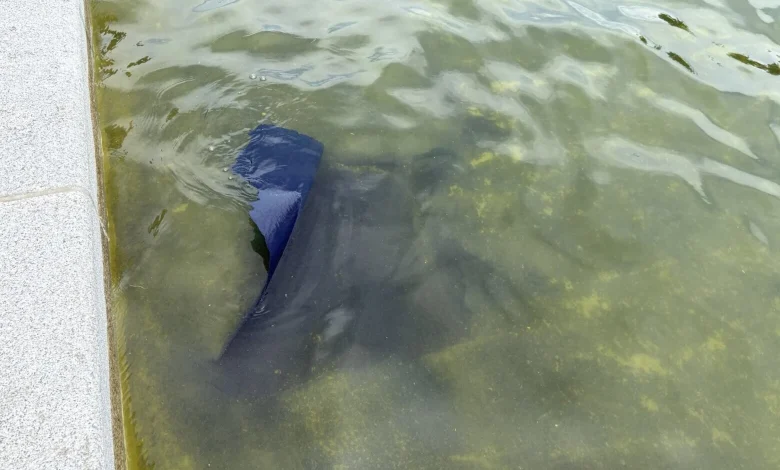 Blue paint on bottom of Reflecting Pool appears to be peeling away