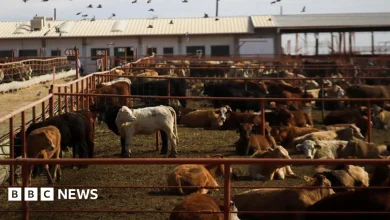 Canada bans Texas cattle over flesh-eating screwworm outbreak in US