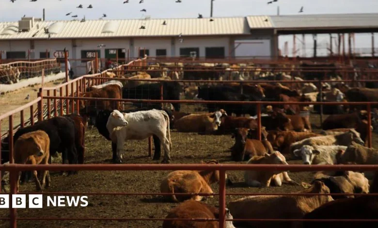 Canada bans Texas cattle over flesh-eating screwworm outbreak in US