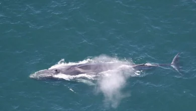 Cruise ship arrives in Seward with dead endangered fin whale on its bow