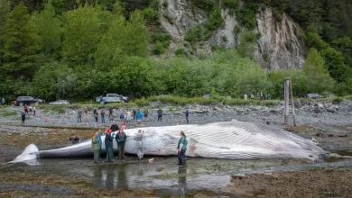 Dead, pregnant endangered fin whale found on bow of Alaska cruise ship