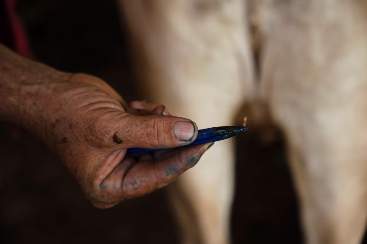 El gusano barrenador ya llegó a EEUU: qué peligros tiene y cómo identificarlo en los animales