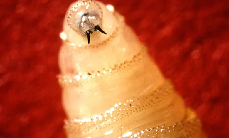 Everything you need to know about a flesh-eating parasite spreading in the US