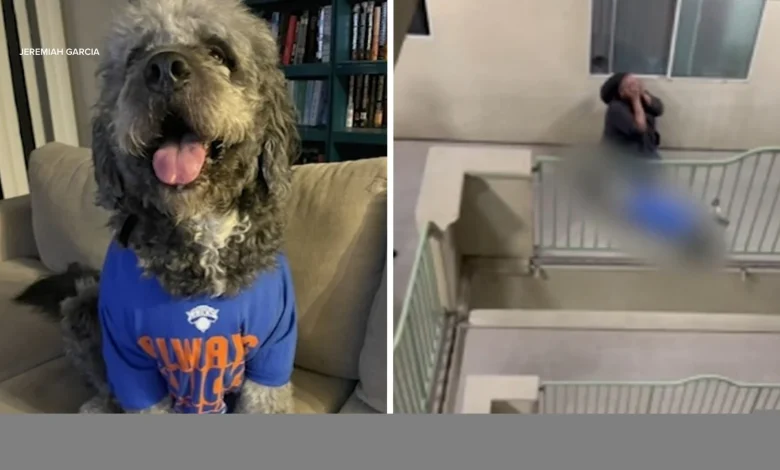 Family dog shot and killed by LAPD during Knicks celebration at condo in Canoga Park, police say