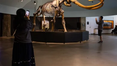 Farewell, my Smilodon: La Brea Tar Pits to close for two years