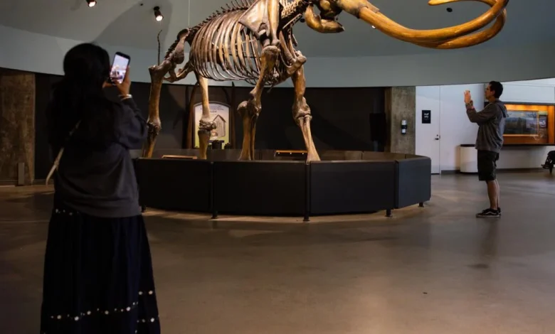 Farewell, my Smilodon: La Brea Tar Pits to close for two years