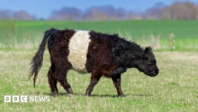 Farm decides to slaughter 271 cattle after inspection found rule breach