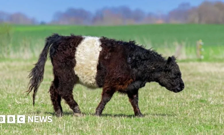 Farm decides to slaughter 271 cattle after inspection found rule breach