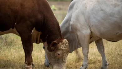 First suspected U.S. screwworm case reported in South Texas