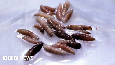 Flesh-eating screwworm arrives in US with first case in Texas