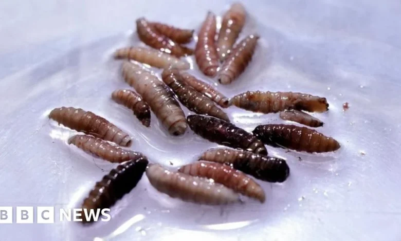 Flesh-eating screwworm arrives in US with first case in Texas