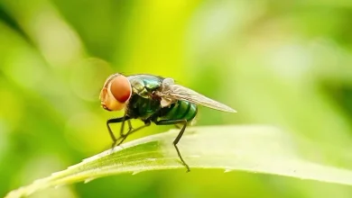 Flesh-eating screwworm detected 25 miles from U.S. border, USDA says