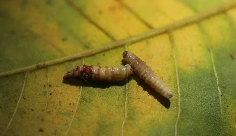 Flesh-eating screwworm has reached the US — a comeback driven by organized crime