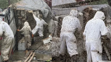 Frantic rescue: Beekeepers rescue millions of bees after truck overturns