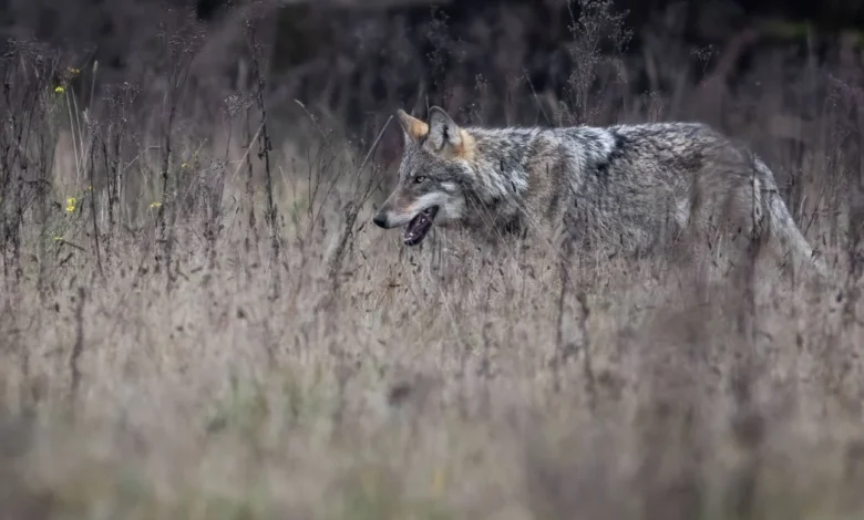 Glenn Lelieveld over de terugkeer van de wolf in Nederland