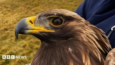 Golden eagle died after 'territorial combat' in the Borders