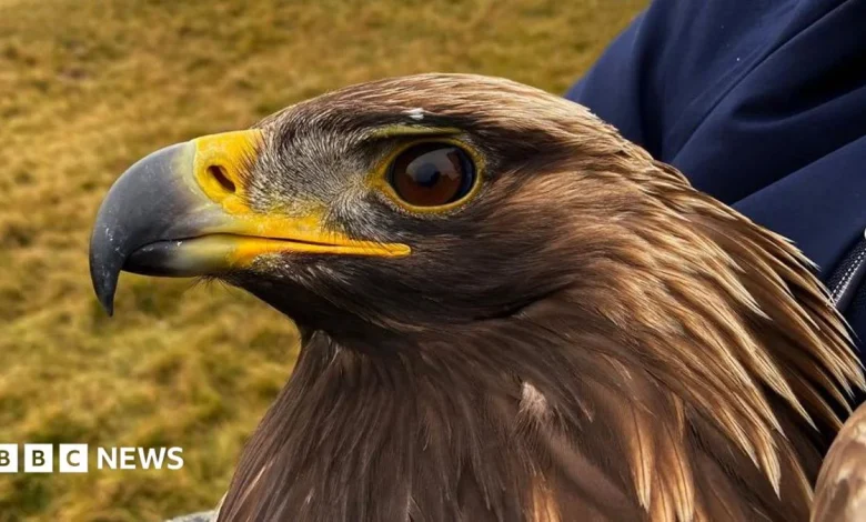 Golden eagle died after 'territorial combat' in the Borders