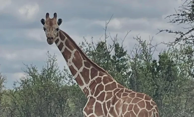 Gracie the missing giraffe is found in Texas after 2-week search
