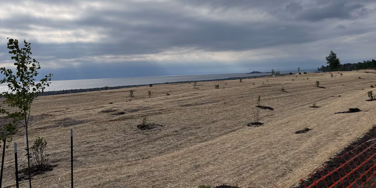 Great Lakes Climate Corps to plant trees during the summer to reduce rainwater runoff